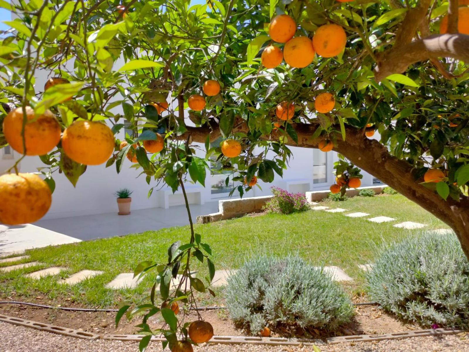 Corte Mercurio B&B Ugento Dış mekan fotoğraf