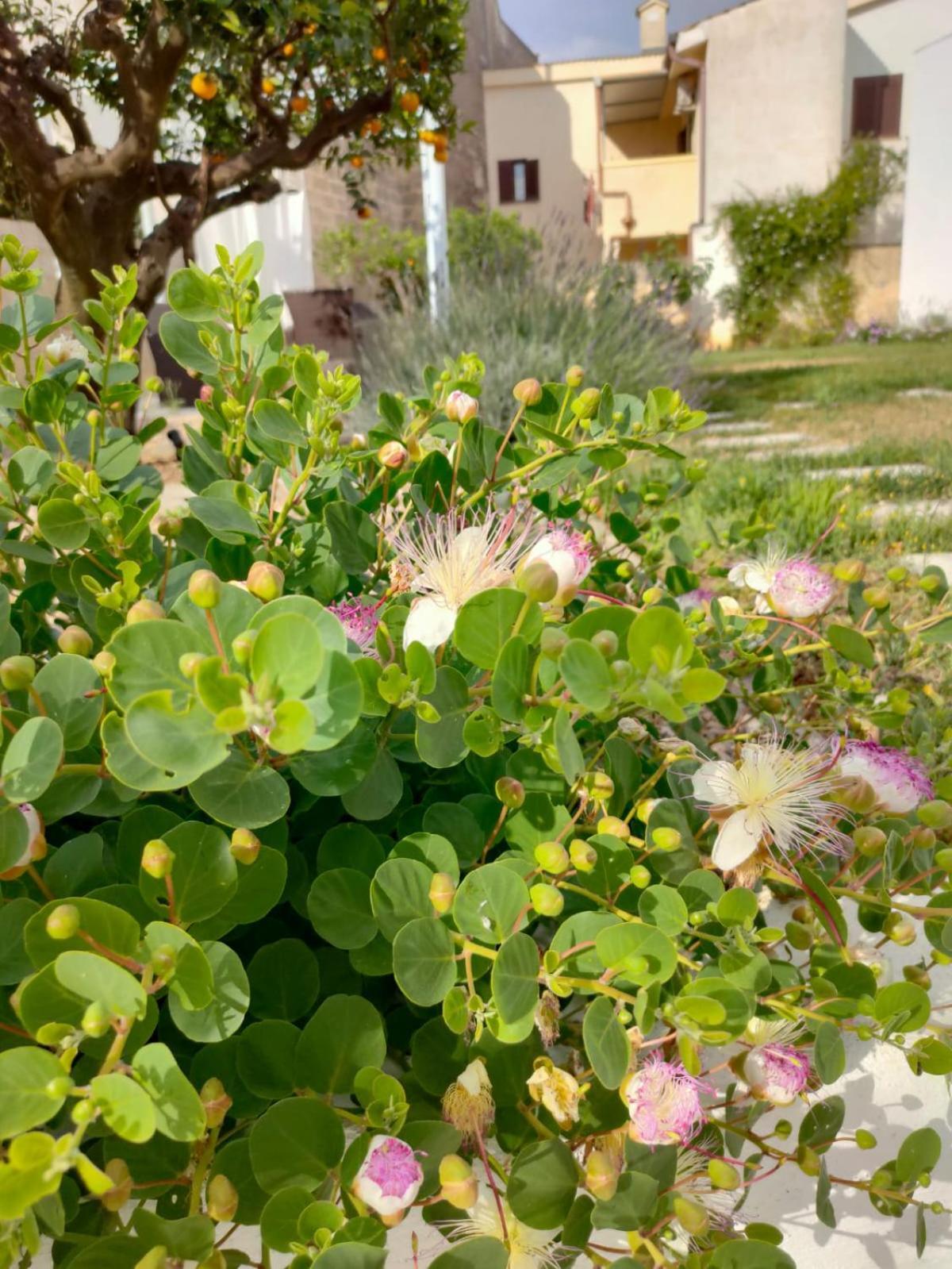 Corte Mercurio B&B Ugento Dış mekan fotoğraf