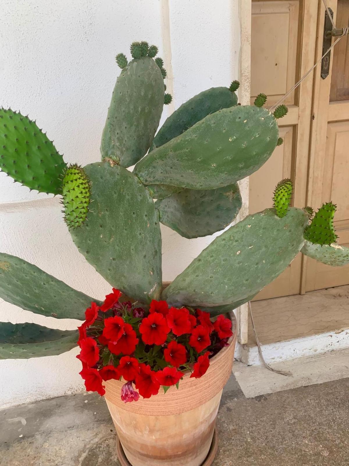Corte Mercurio B&B Ugento Dış mekan fotoğraf